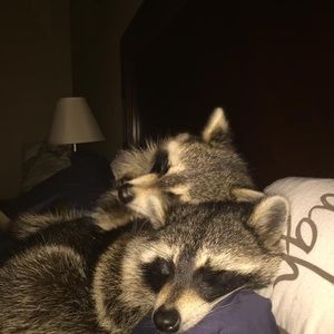 Meet your Posher, Lanny